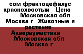 сом фрактоцефалус краснохвостый › Цена ­ 1 500 - Московская обл., Москва г. Животные и растения » Аквариумистика   . Московская обл.,Москва г.